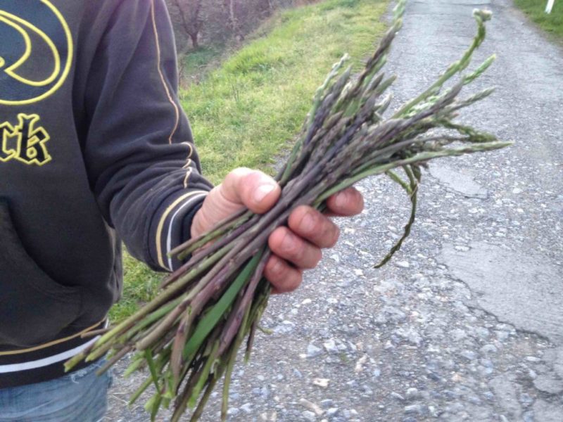 wild_aspargus_villa_lena_tuscany-1024×768