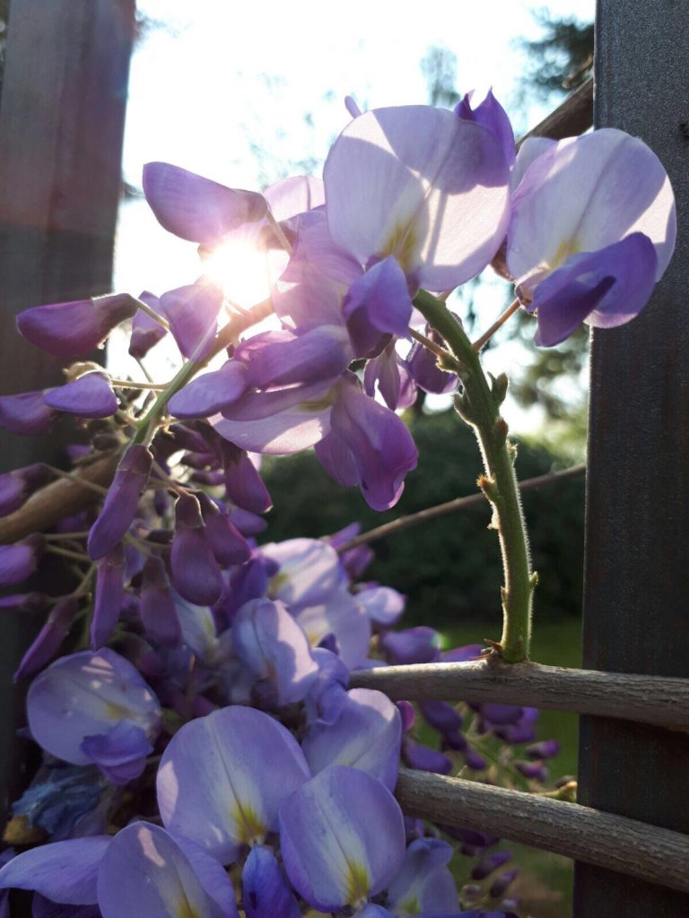 flowers_villa-768×1024