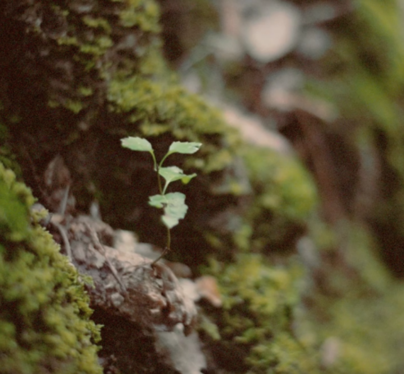 Screen Shot 2020-06-19 at 19.35.32