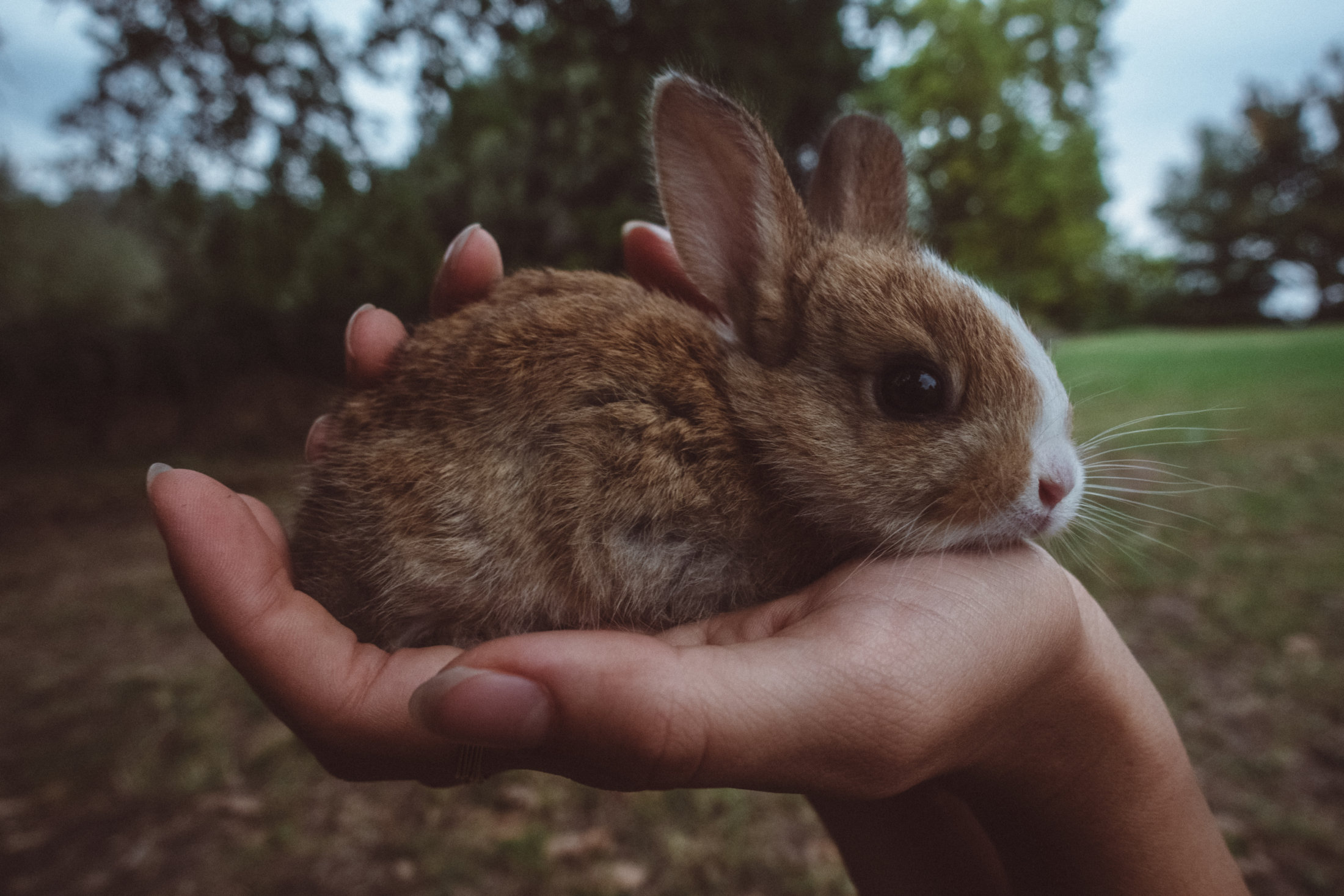 Animals_MattSundin_DSC04199