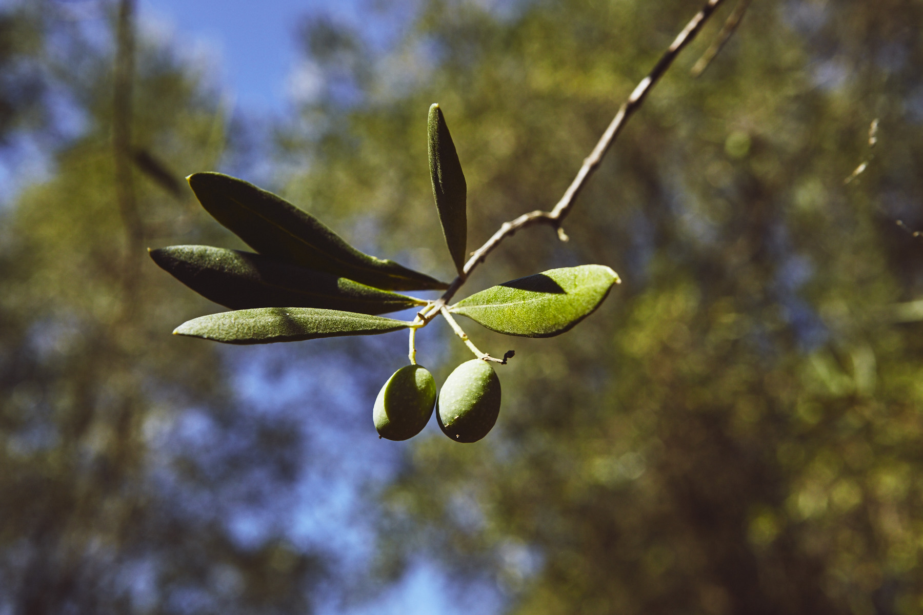 Copy of Agriculture_Harvest_GrapesandOlives_TheoCookTC1508_VillaLena_0297_LoRes