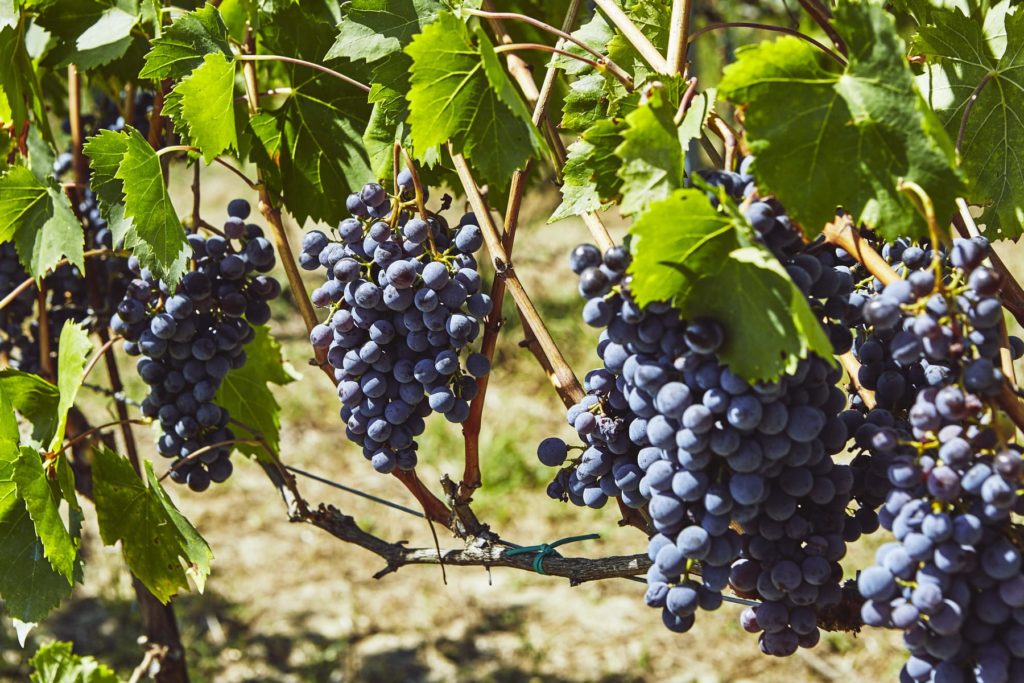 Copy of Agriculture_Harvest_GrapesandOlives_TheoCookTC1508_VillaLena_2392_LoRes