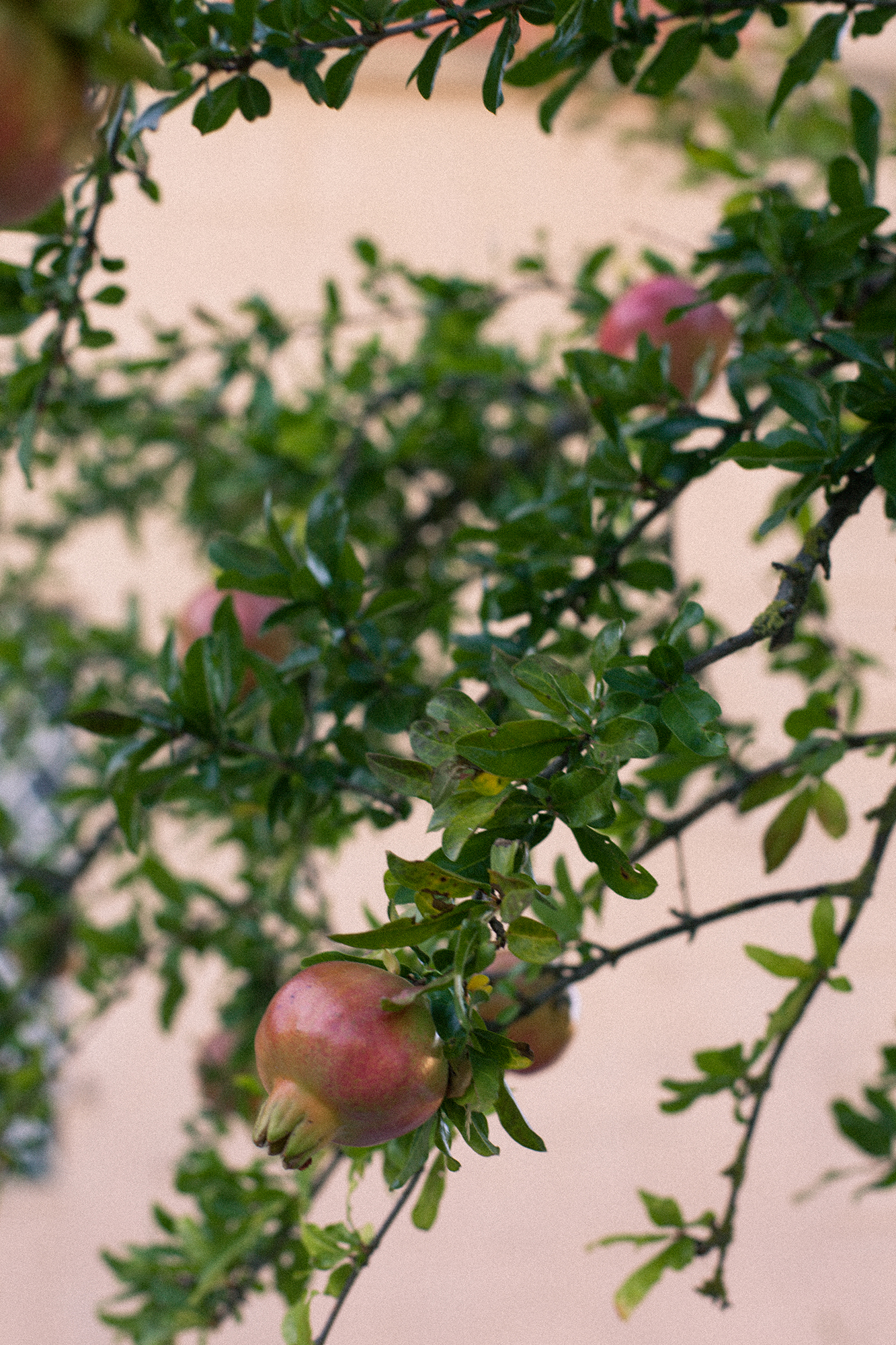 Copy of Agriculture_LottieHampson_Orto_20190904