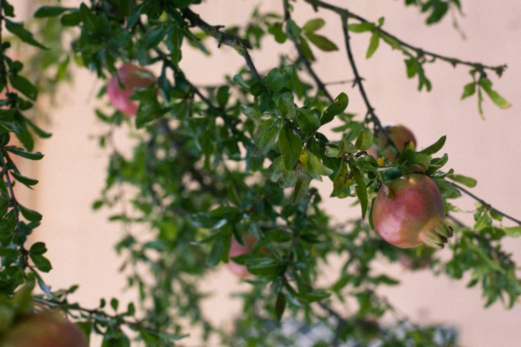 Copy of Agriculture_LottieHampson_Orto_20190904