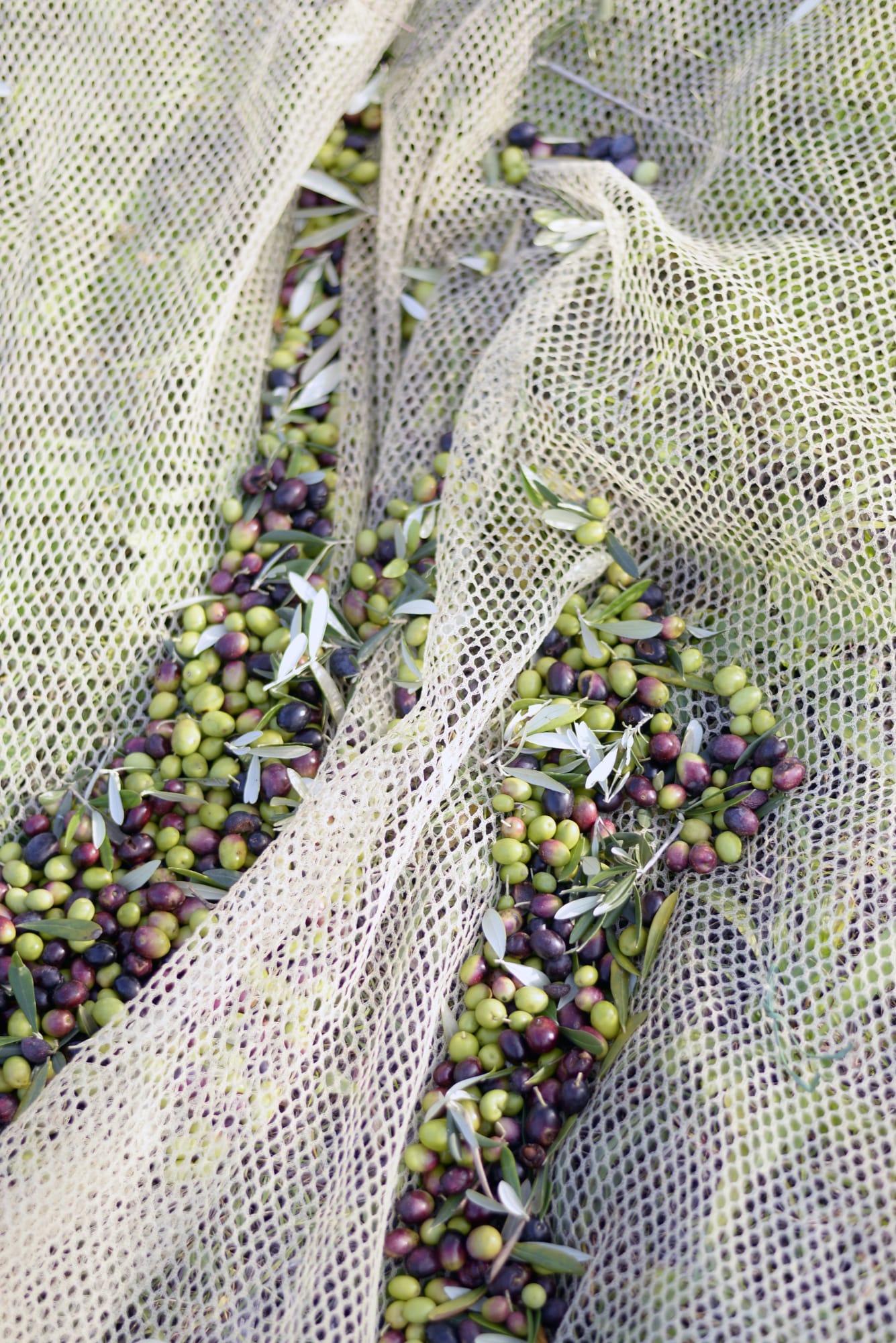 Copy of NiklasAdrianVindelev_VillaLena_OliveHarvest16