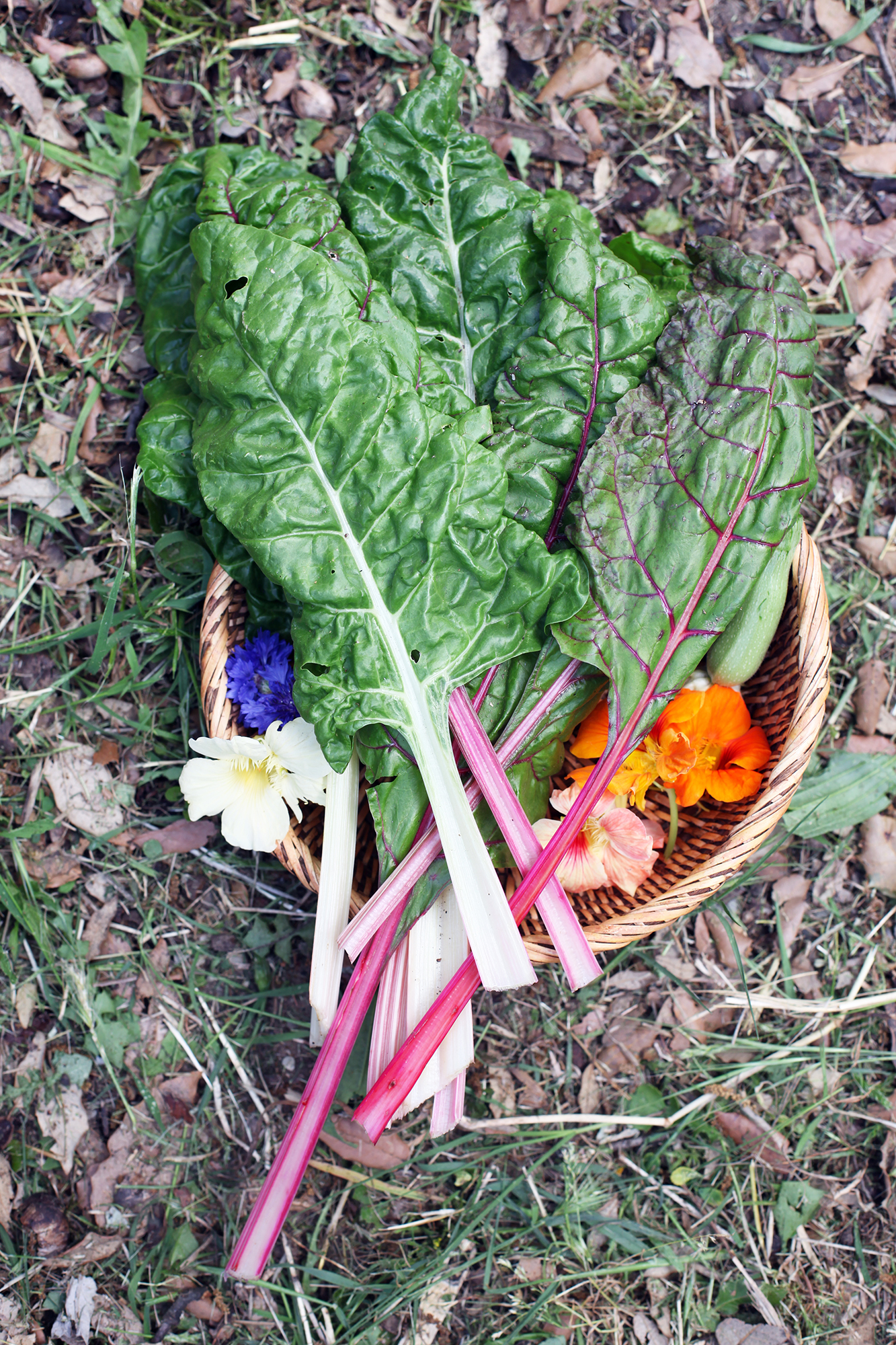 LottieHampson_VillaLena_ForageandCookGarden_14