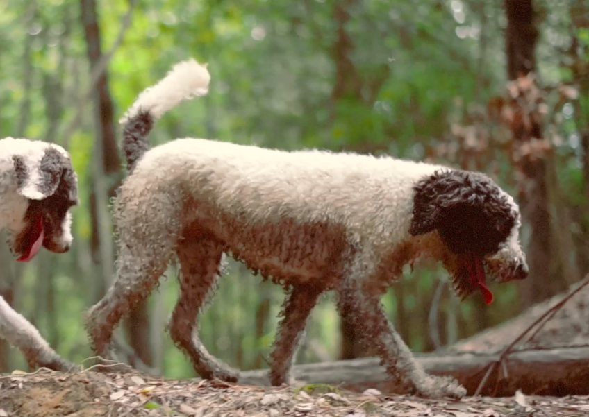 NiklasAdrianVindelev_Truffle_Villalena_tuscany_hunt_lagotto