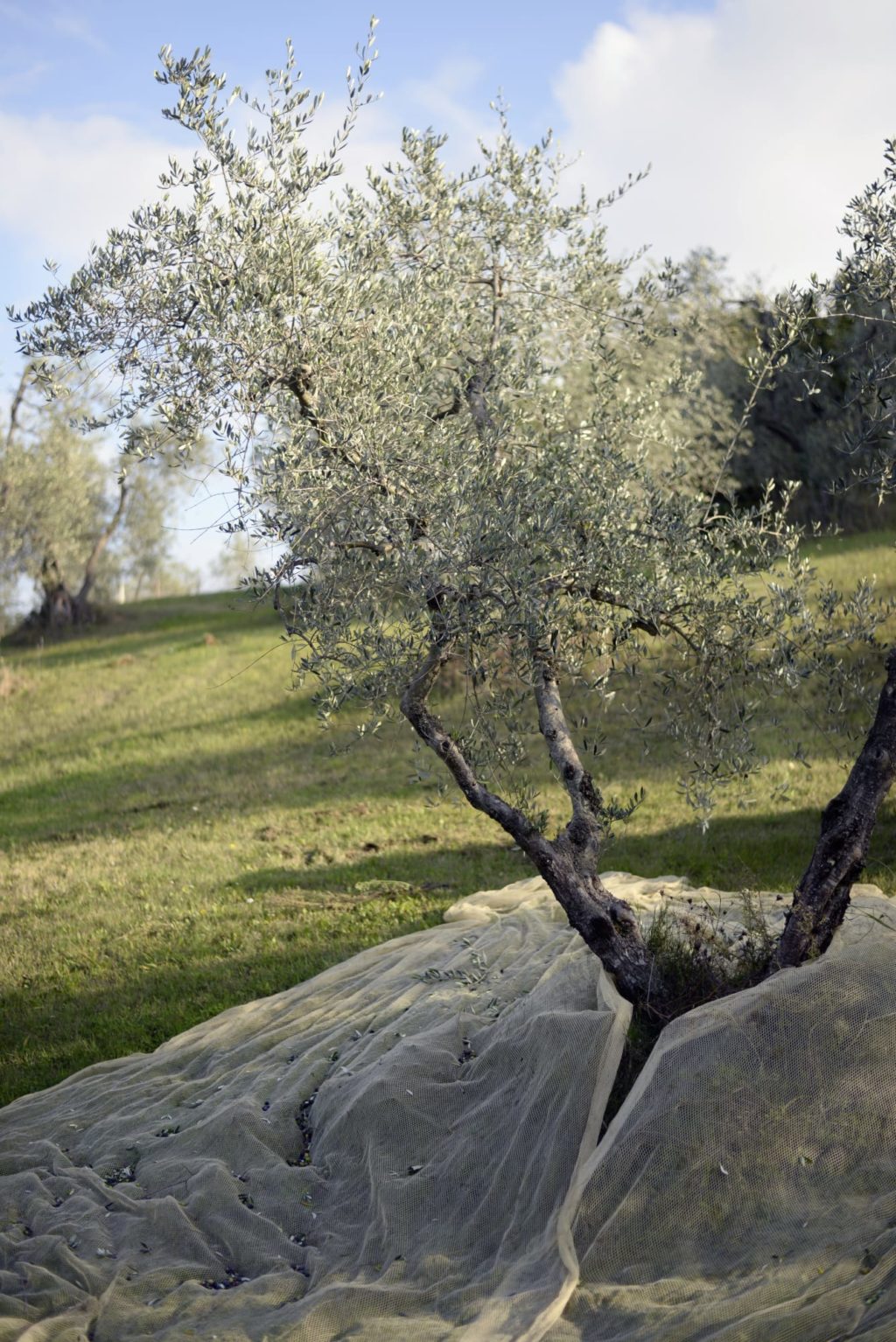 NiklasAdrianVindelev_VillaLena_OliveHarvest14