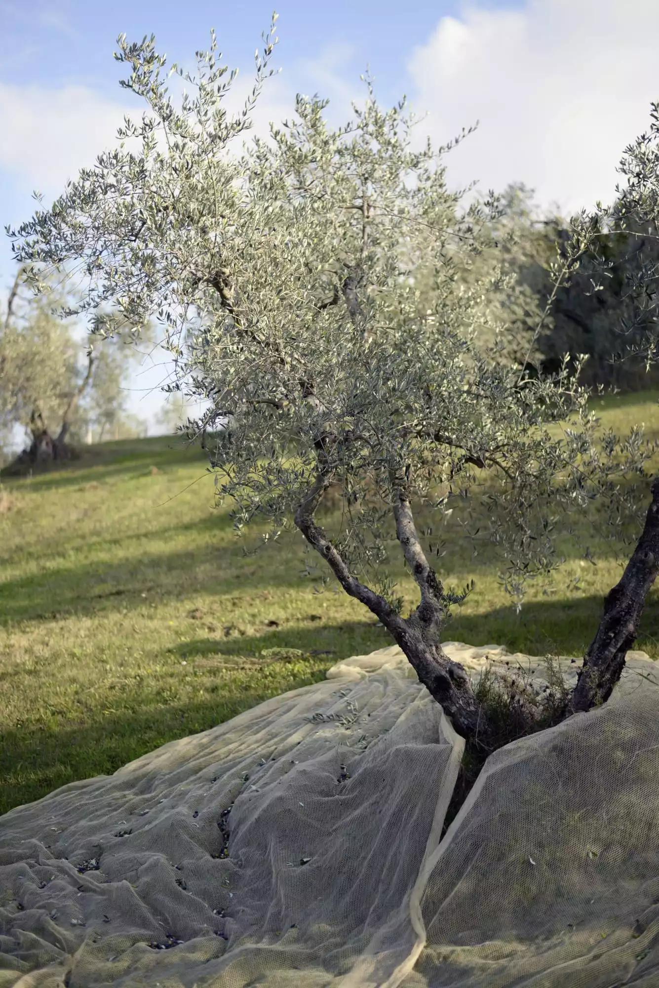 NiklasAdrianVindelev_VillaLena_OliveHarvest14