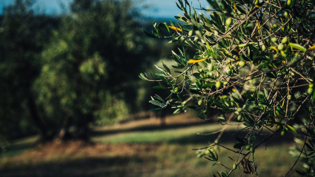 Olives_454-imen-louis