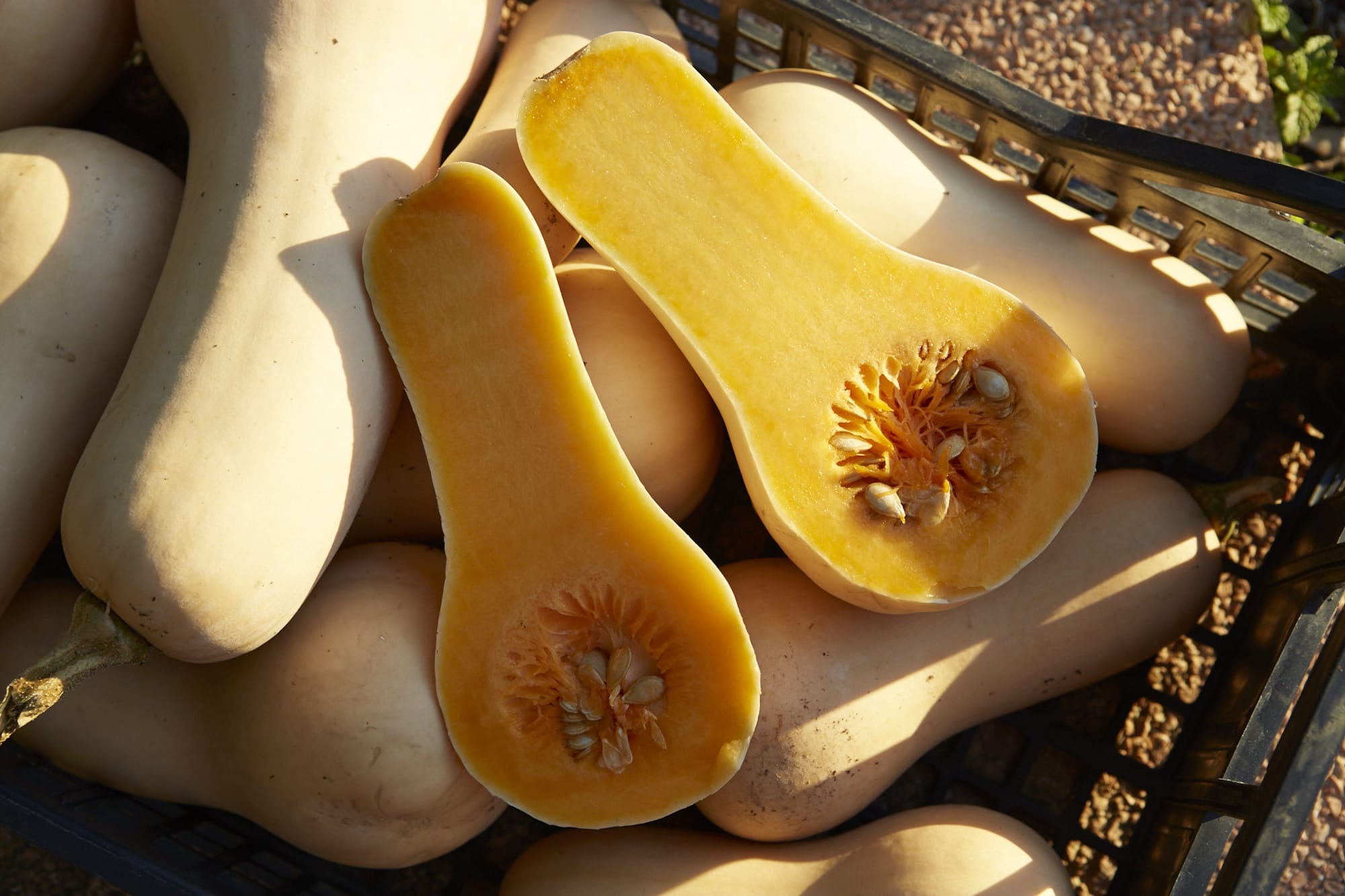 Ortos_Food_TheoCookTC1508_VillaLena_0184_LoRes