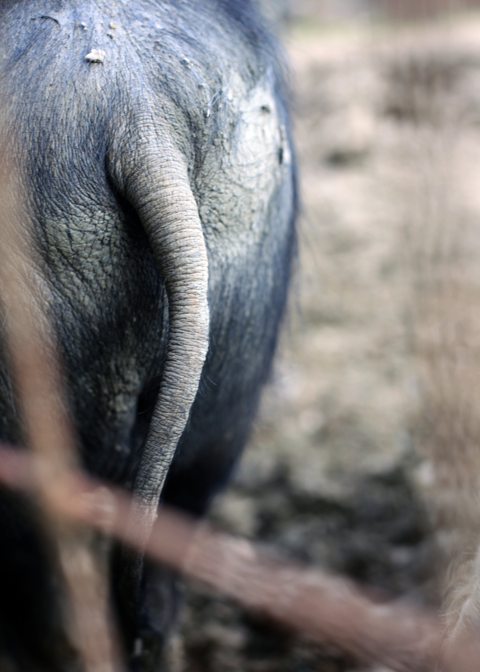 Pig_Ortos_Animals_LottieHampson_Pigs_03