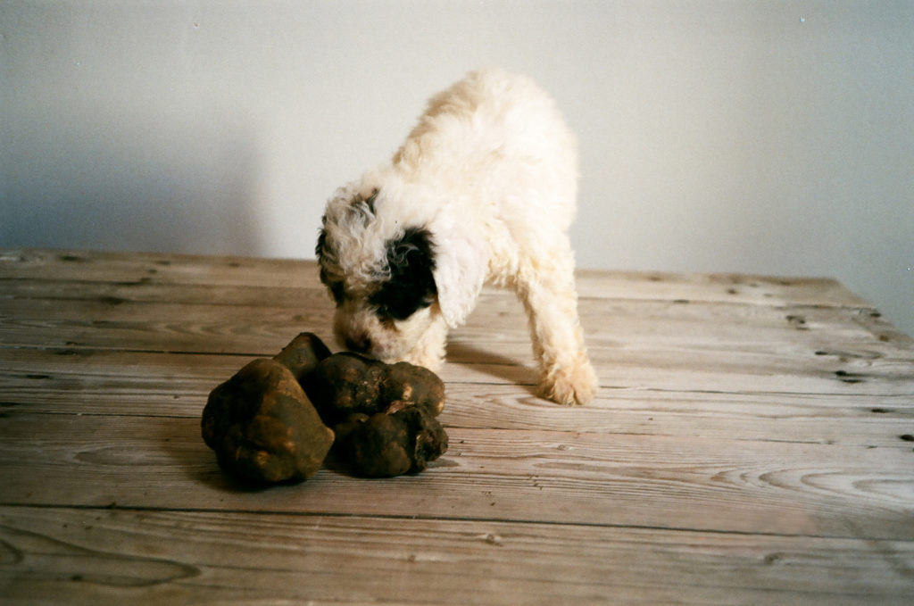 villa-lena, tuscany, italy, fresh, garden, vegetable-garden, kitchen-garden, organic, vegetable, vegetables, cooking, workshop, workshops, truffle, truffle-hunt, truffle-experience, truffles, dog, dogs, truffle-dog,