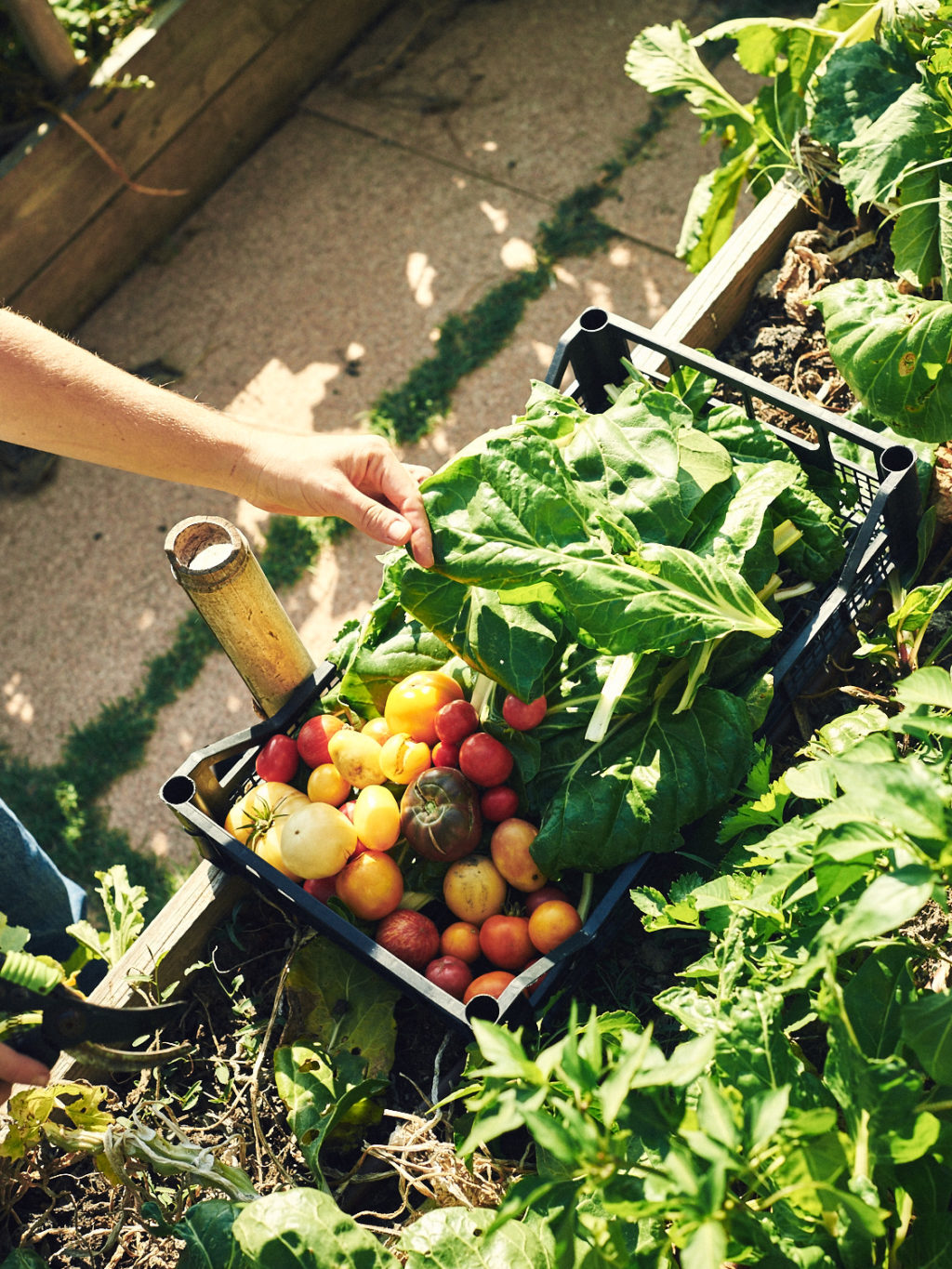 Villa Lena – Tomatoes – must include CREDIT LOUISE PALMBERG