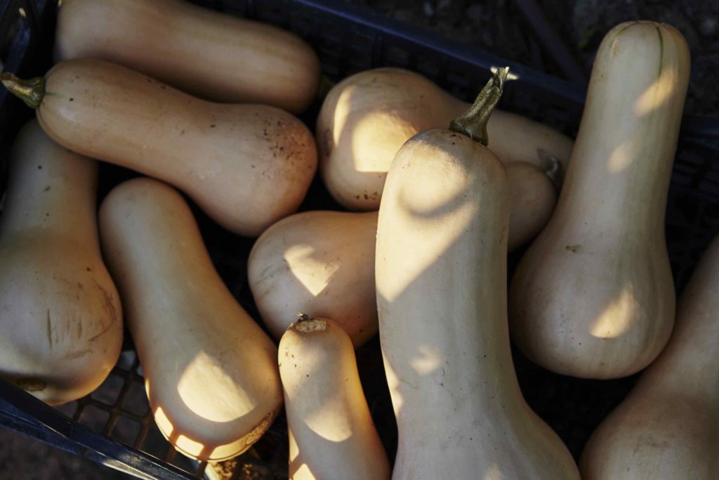 Villa Lena organic Butternut garden 