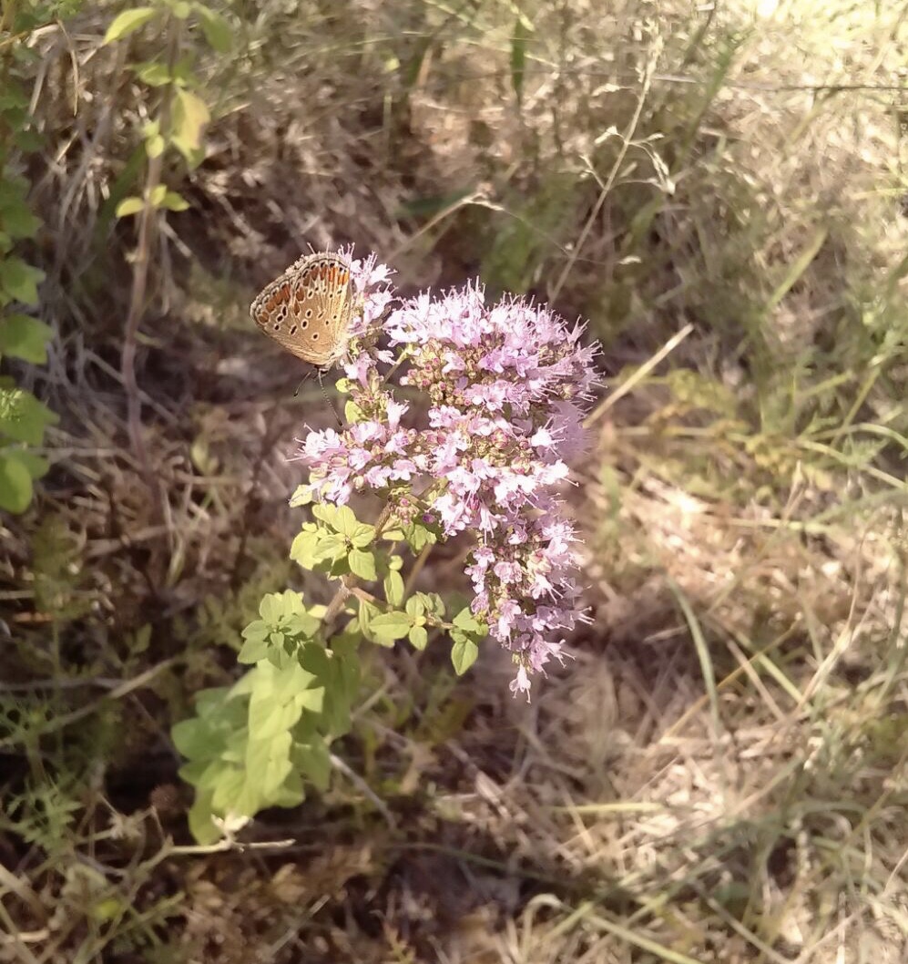 paulsgarden_oregano and butterfly