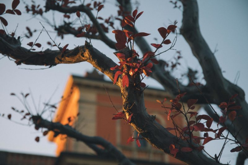 Martino di Napoli Rampolla & Guglielmo Profeti_Benjamin Clementine Villa Lena Digital24