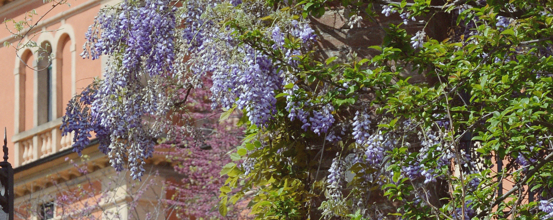 Villa Lena wisteria