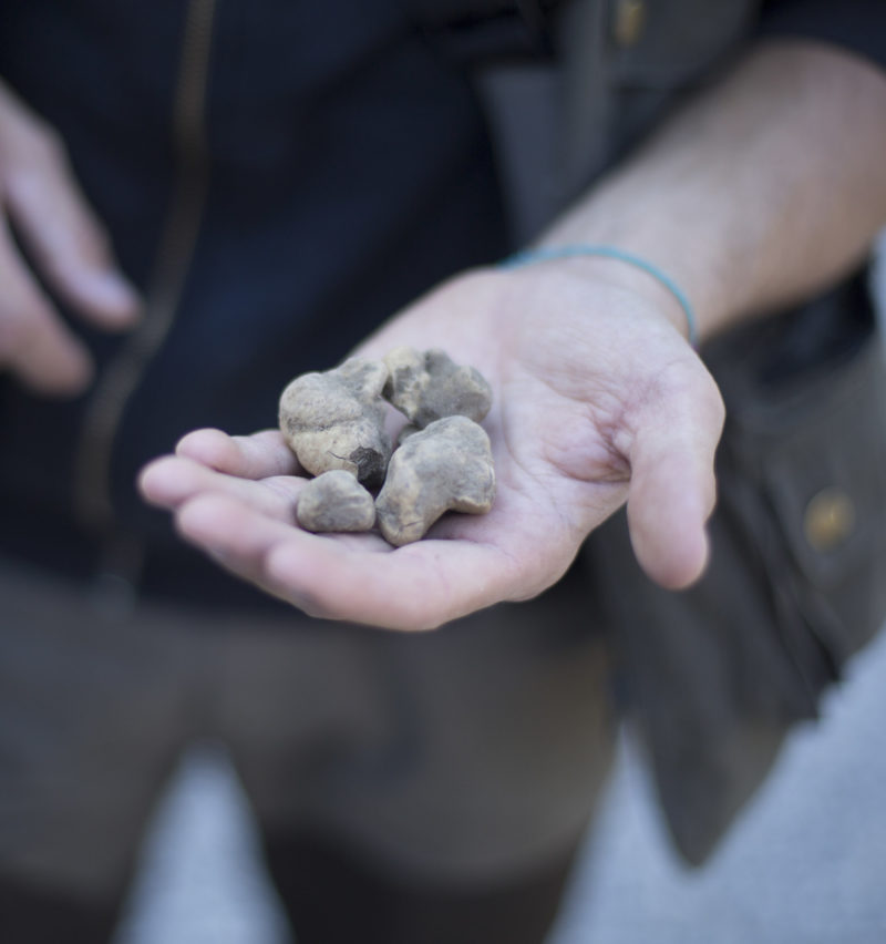 AnnabelSougne_04_TruffleHunting