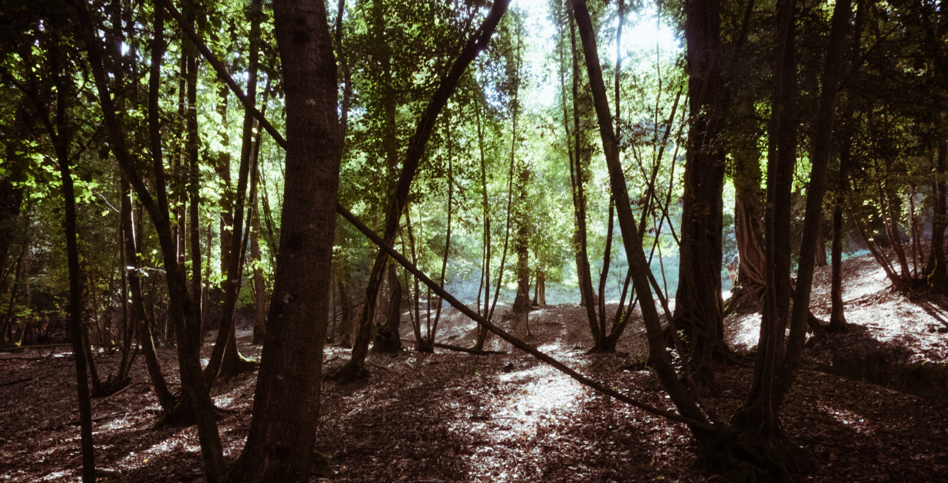 MattSundin_TruffleHunting_DSC03563