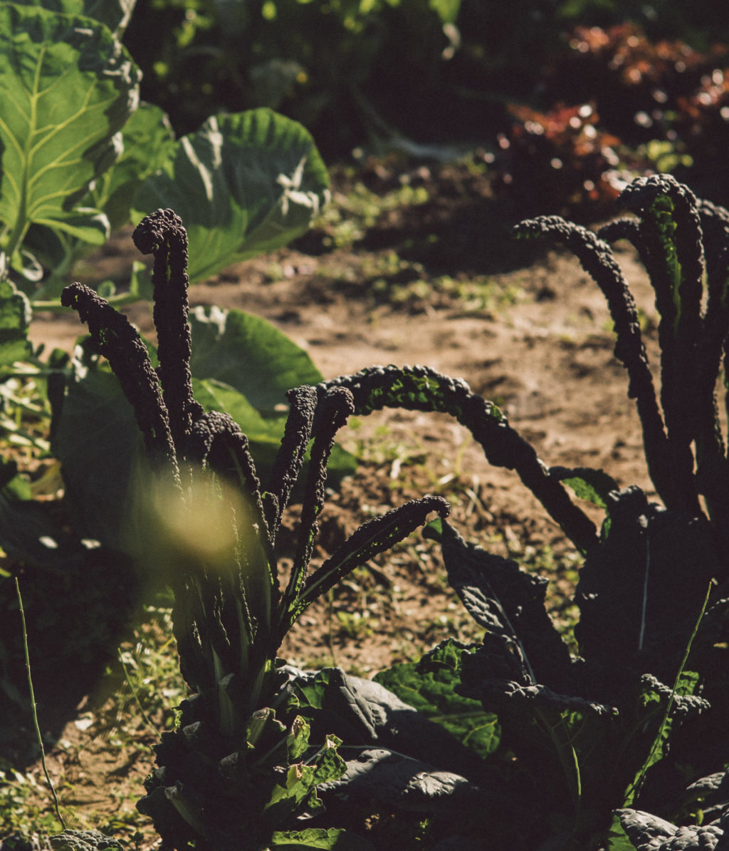 Daniele_Civetta_VL_Orto VL-1003971