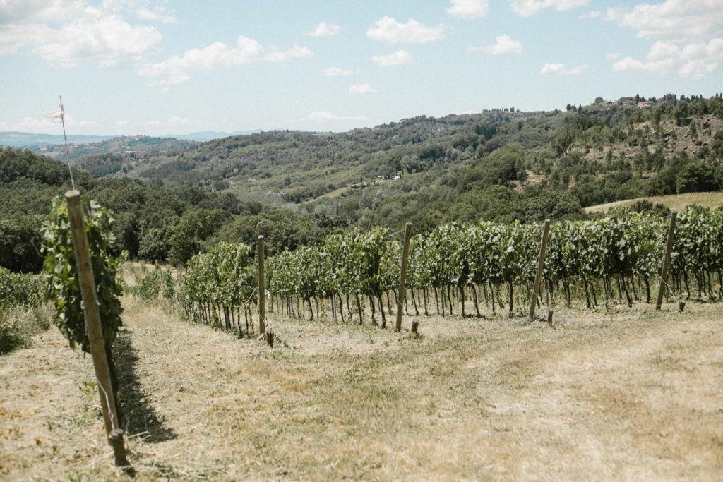 Gina Spinelli Villa Lena 2021 Vineyard 1