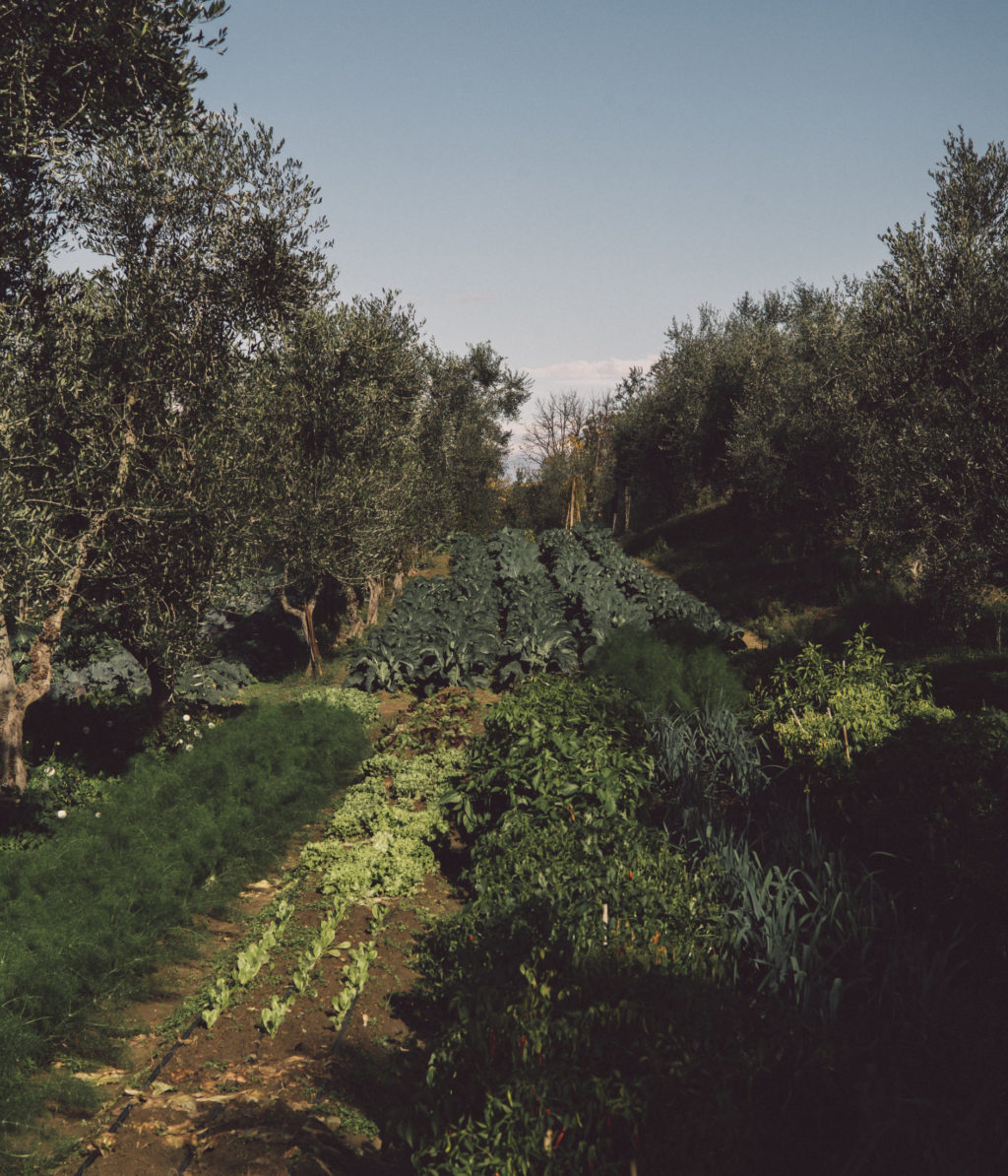 Orto
