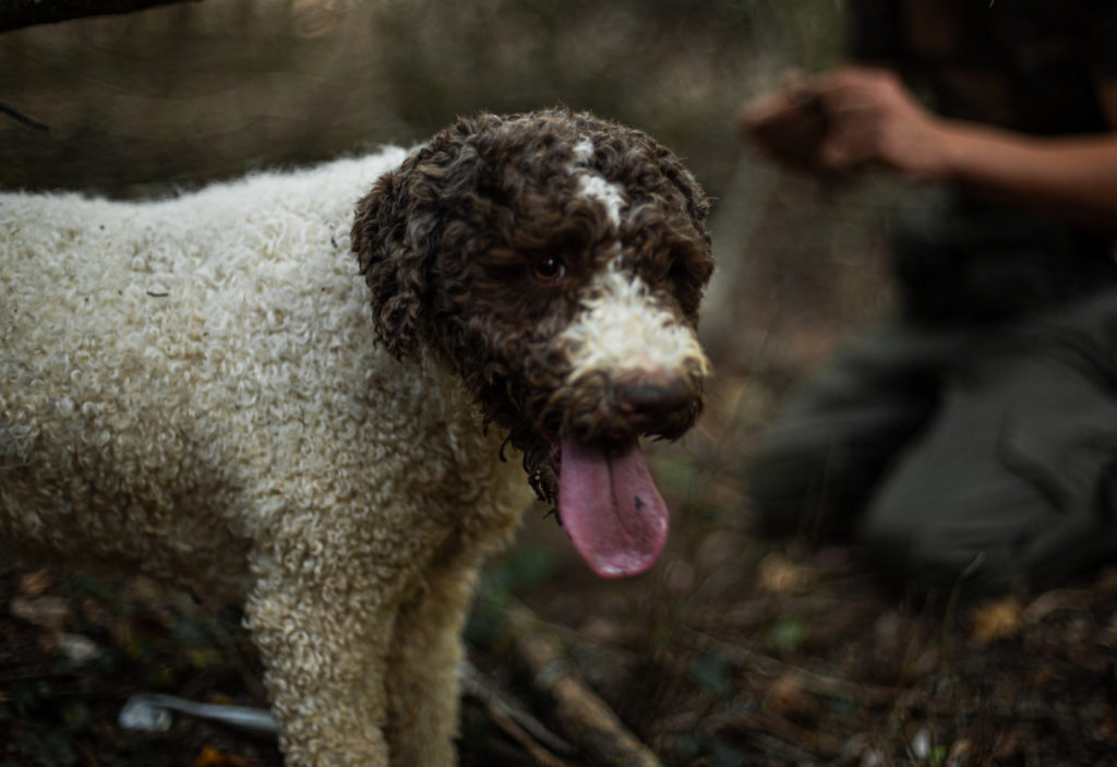 PascalWettstein_TruffleHunting_IMG_6644