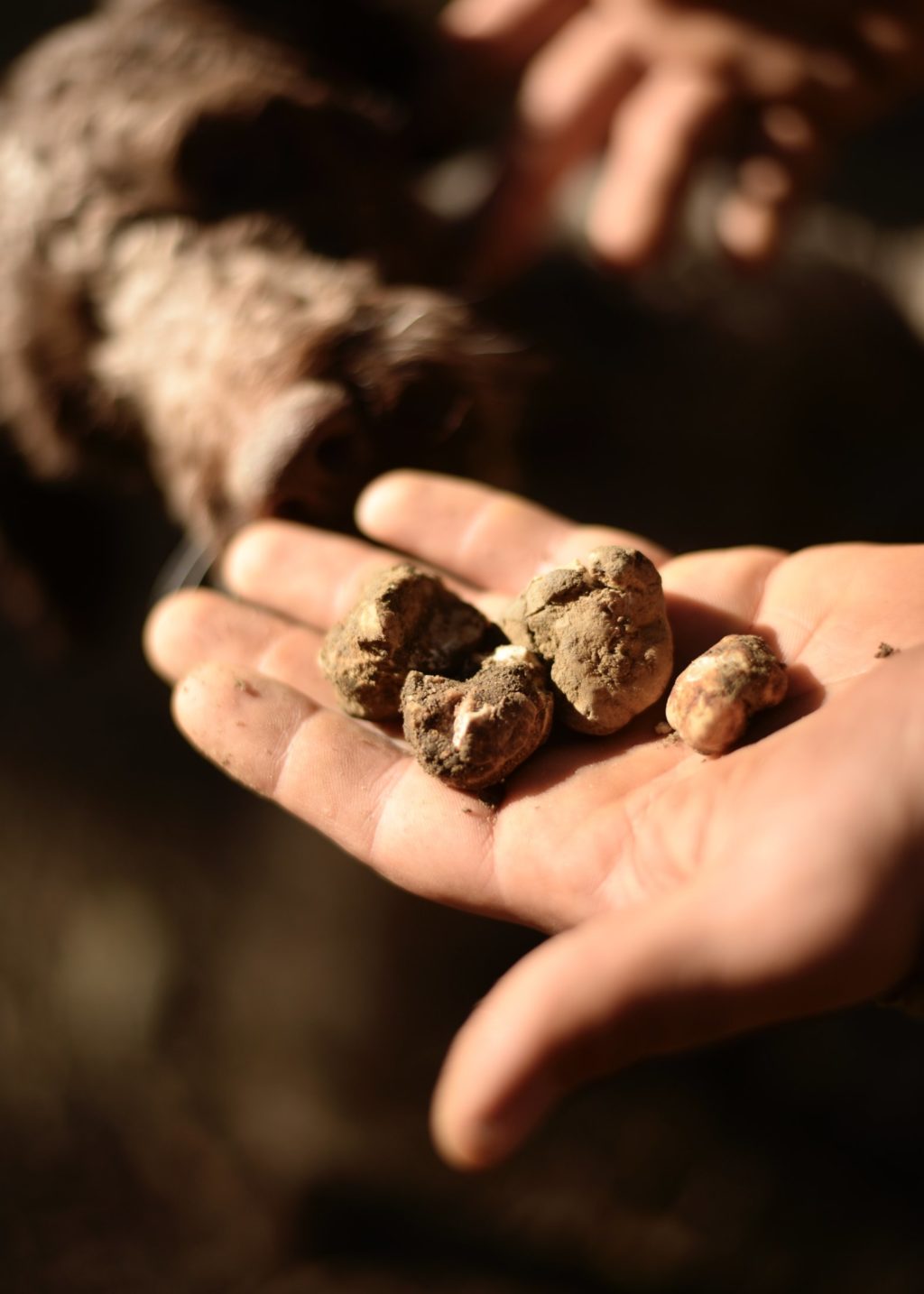Truffle Hunting_Food Workshop_Food_02_NiklasAdrianVindelev (1) 2
