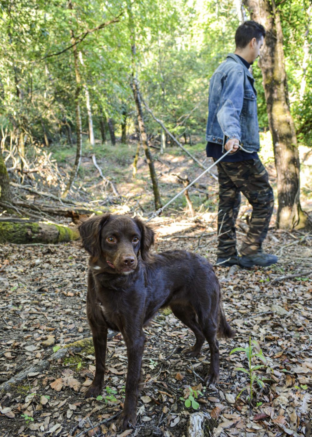 truffle hunt 1